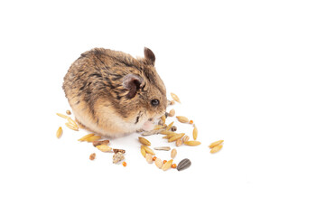 Wall Mural - Hamster food, rodent eats, isolated on white, furry rodent enjoying grain, playful tail