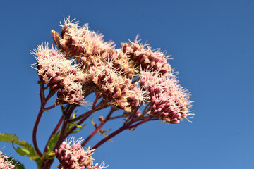 Wall Mural - Eupatorium chanvrine, hemp agrimony , Eupatorium cannabinum,  in bud and bloom. High quality photo