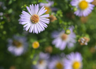 Wall Mural - Beautiful close-up of a symphyotrichum novi-belgii