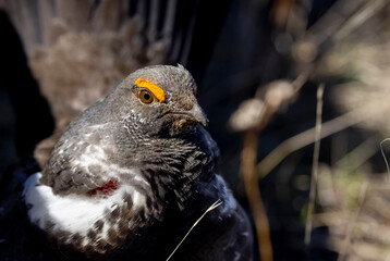 Canvas Print - Spruce Grouse in Springtime in Yellowstone National Park Wyoming