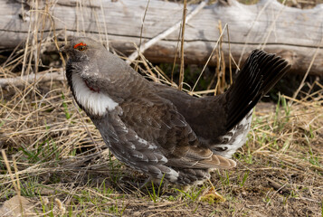 Canvas Print - Spruce Grouse in Springtime in Yellowstone National Park Wyoming