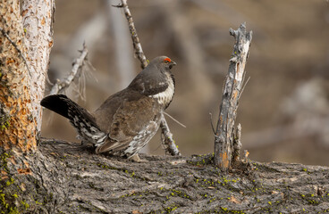 Canvas Print - Spruce Grouse in Springtime in Yellowstone National Park Wyoming