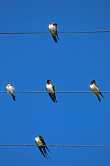 Wall Mural - Hirondelle rustique, Hirondelle de cheminée,.Hirundo rustica, Barn Swallow,