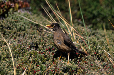 Wall Mural - Merle austral,.Turdus falcklandii, Austral Thrush, Empetrum rubrum , Camarine rouge, Iles Falkland, Malouines