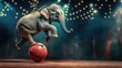 © 69 - Elephant performing a balancing act on a ball, capturing the magic and entertainment of the circus with a playful atmosphere