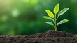 © ChaoticDesignStudio - Single green seedling growing in fertile soil with blurred green background