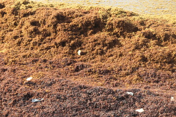 Seaweed Covered Beach -A tranquil beach scene with gentle waves lapping against the shore, accented by the natural beauty of the seaweed-covered sand under a vibrant, partly cloudy sky.