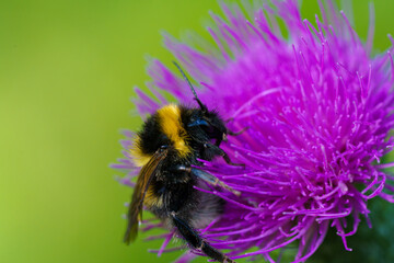 Wall Mural - This is a close up image depicting a bee resting on a vibrant purple flower