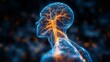 © tunanon - 3D Human Nervous System: A comprehensive 3D illustration of the nervous system, including the brain, spinal cord, and peripheral nerves.