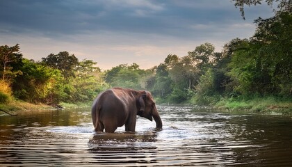 Animal trunk wild water asia nature wildlife asian elephant river mammal