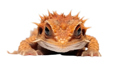 One newborn brow dragon on a white background. Telephoto lens photography Realistic daylight