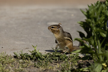 Wall Mural - the eastern chipmunk (tamias striatus) in the park.