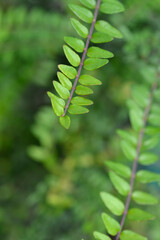 Wall Mural - Honeysuckle Green Breeze branch