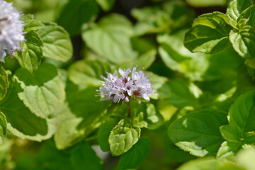 Poster - False apple mint flowers