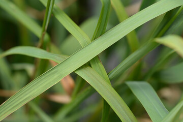 Poster - Flying bentgrass Moorhexe leaves