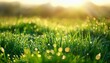 © richard - Summer nature meadow grass dew spring green