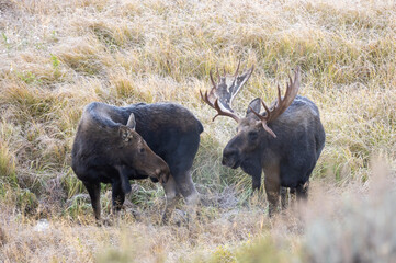 Canvas Print - Bull and Cow Moose in the Rut in Autumn in Wyoming