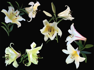 Sticker - set of eight white lily blooms isolated on black