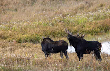 Canvas Print - Bull and Cow Moose in the Rut in Autumn in Wyoming