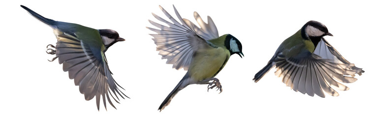 Wall Mural - yellow three fast tits isolated in flight