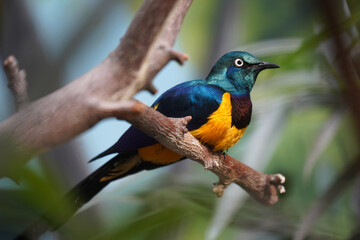 Golden-breasted starling lamprotornis regius, african bird resting on branch