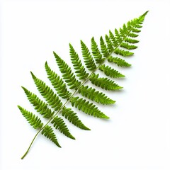 Wall Mural - A green fern leaf on a white background