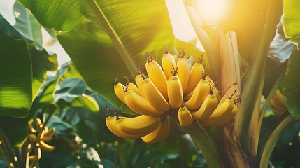 Sticker - A bunch of ripe bananas hanging from a banana tree with bright sunlight shining through the leaves.