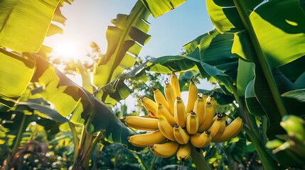 Sticker - A bunch of ripe yellow bananas growing on a banana tree with green leaves against a sunny blue sky.