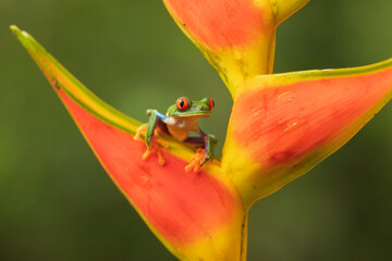 Poster - Red-eyed tree frog has red eyes with vertically narrowed pupils. It has a vibrant green body with yellow and blue, vertically striped sides. Its webbed feet and toes are orange or red. 