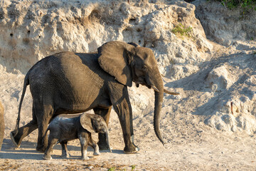 Sticker - Close encounter with an Elephant mother and her calf at the Chobe riverfront in Chobe National Park in Botswana