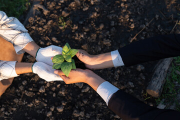 Wall Mural - Eco-business company empower farmer with eco-friendly farming practice and clean agricultural technology. Cultivate sustainable future nurturing plants to grow and thrive. Gyre