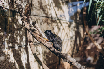 Beautiful black crested monkey sitting on a branch in Zoo in Tenerife