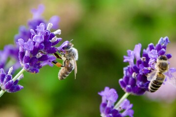 A close-up of a bee gathering nectar from a vibrant lavender blossom, set against a soft green and purple background, capturing the delicate moment of pollination.