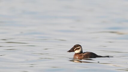 Poster - White-headed Duck, Oxyura leucocephala, swimming on a lake. Slow motion. The bird dives.