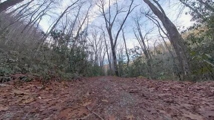 Wall Mural - Low Angle of Hiking on Wide Trail with Leaves in the Smokies