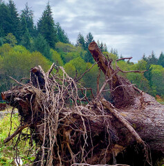 Dead uprooted tree stump with lush, green forest behind.