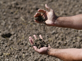 Wall Mural - Farmer holding a fertile soil in hands. Agriculture, agribusiness. Gardener holds fertilized soil. Agriculture concept. Gardening season. Soil field.