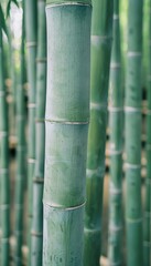 Close-Up Of Lush Green Bamboo Culm Highlighting A Segment Of Its Natural Segmented Structure.