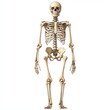 © Kopgz-41 - Human Skeletal System Anatomy: A Comprehensive Guide with Major Bones
