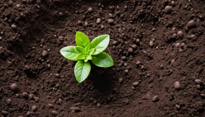 Wall Mural -  New beginnings  A seedlings first steps