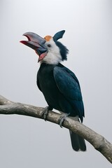 Rhinoceros Hornbill Bird, Perched on a Branch on White Background, Abstract Image, Texture, Pattern, Wallpaper, Cover and Screen of Smartphone, Cell Phone, Computer, Laptop, 9:16 and 16:9 Format