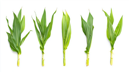 Wall Mural - Collection corn plant isolated on a white background