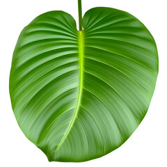 A tropical botanical leaf