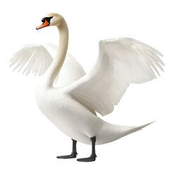 Wall Mural - elegant swan with outstretched wings on transparent background