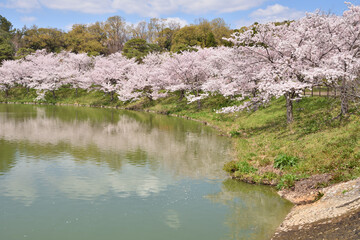 Wall Mural - 鶴見緑地の桜