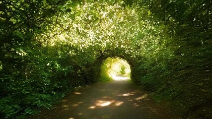 Wall Mural - walking through a lush forest, sunlight filters through the canopy, casting shadows on a winding pat
