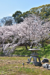 Wall Mural - 鶴見緑地の桜