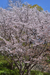 Wall Mural - 鶴見緑地の桜