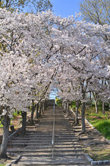 Wall Mural - 鶴見緑地の桜