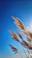 Wall Mural - Tall grasses sway gently under a bright blue sky.